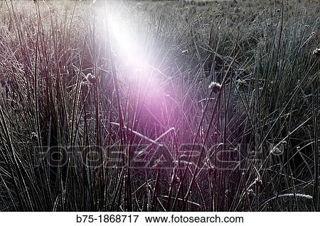 Close up of Field landscape with frost View Large Photo Image Stock Photo - Close up of Field landscape with frost. Fotosearch