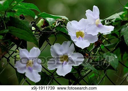 close-up of flowers, growing on garden fence View Large Photo Image Stock Photo - close-up of flowers, growing on garden fence. Fotosearch