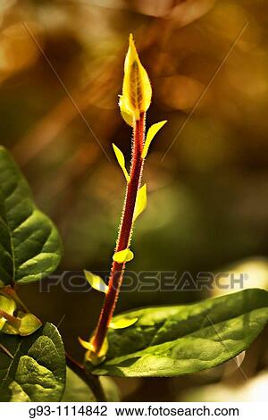 close up of forest plants in spring View Large Photo Image Stock Image - close up of forest plants in spring. Fotosearch
