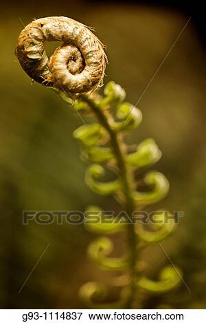 close up of forest plants in spring View Large Photo Image Stock Photo - close up of forest plants in spring. Fotosearch