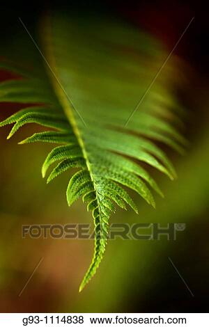 Stock Photo - close up of forest plants in spring. Fotosearch