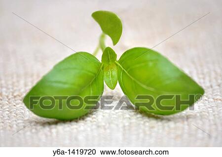 Stock Image - Close-up of fresh basil leaves. Fotosearch