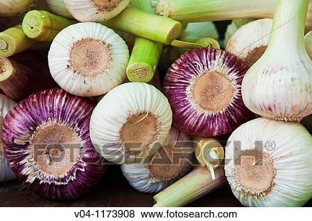 Close up of garlic bulbs at a market stall View Large Photo Image Stock Photo - Close up of garlic bulbs at a market stall. Fotosearch
