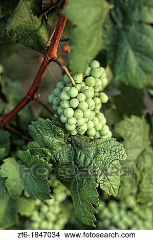 Close up of grapes in Vineyards and near Skopje Macedonia View Large Photo Image Picture - Close up of grapes in Vineyards and near Skopje Macedonia. Fotosearch