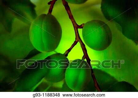 Stock Photo - Close-up of green apricots on tree. Fotosearch