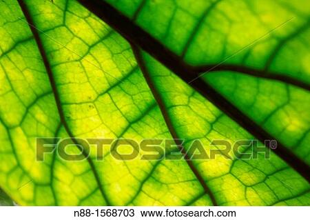 Stock Image - Close up of green leaf. Fotosearch