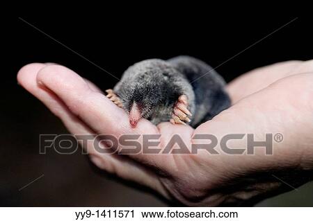 Close-up of Hairy-Tailed Mole - Brevard, North Carolina, USA View Large Photo Image Stock Image - Close-up of Hairy-Tailed Mole - Brevard, North Carolina, USA. Fotosearch