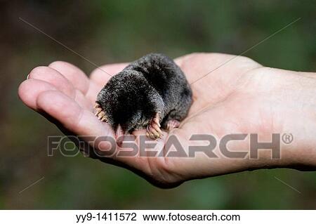 Stock Image - Close-up of Hairy-Tailed Mole - Brevard, North Carolina, USA. Fotosearch