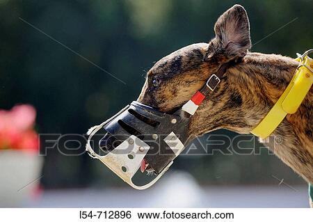 close up of head and muzzle Greyhound dog racing at Fort Myers Naples dog track Florida View Large Photo Image Stock Photograph - close up of head and muzzle Greyhound dog racing at Fort Myers Naples dog track Florida. Fotosearch
