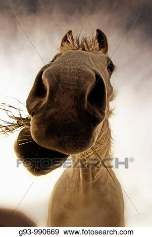Close up of horse eating grass View Large Photo Image Stock Photo - Close up of horse eating grass. Fotosearch