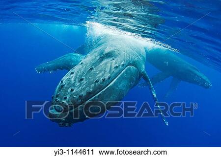 Close-up of Humpback whale near surface Maui, Hawaii View Large Photo Image Stock Image - Close-up of Humpback whale near surface Maui, Hawaii. Fotosearch