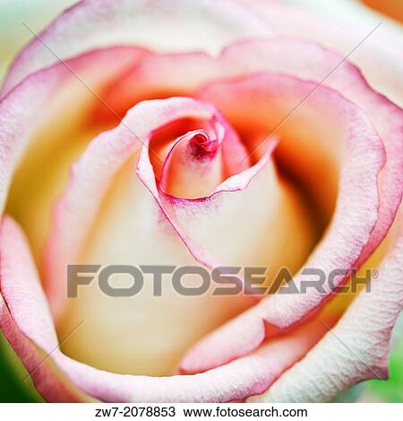 Stock Image - Close up of Hybrid T Rose flower.. Fotosearch