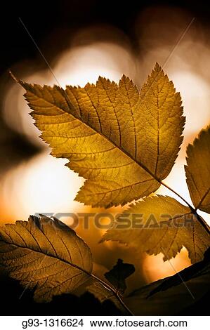 Close up of leaf golden color View Large Photo Image Picture - Close up of leaf golden color. Fotosearch