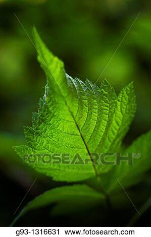 Close up of leaf View Large Photo Image Stock Image - Close up of leaf. Fotosearch