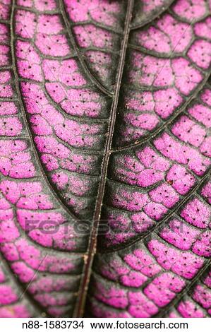 Close up of leaf, Venezuela View Large Photo Image Picture - Close up of leaf, Venezuela. Fotosearch