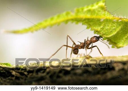 Stock Photo - Close-up of Leafcutter Ant carrying leaf - Osa Peninsula - near Puerto Jimenez, Costa Rica. Fotosearch
