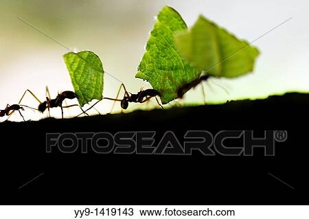Stock Image - Close-up of Leafcutter Ants carrying leaves - Osa Peninsula - near Puerto Jimenez, Costa Rica. Fotosearch