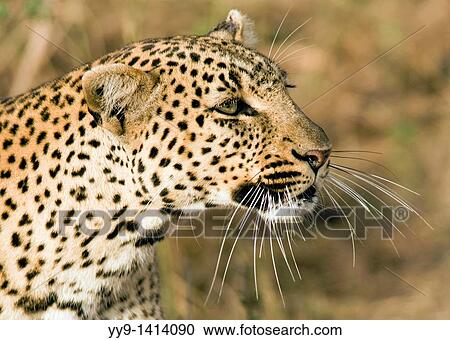 Close-up of Leopard - Masai Mara National Reserve, Kenya View Large Photo Image Stock Image - Close-up of Leopard - Masai Mara National Reserve, Kenya. Fotosearch