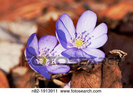 Close up of Liverworts Hepatica nobilis grows on calcareous soil in a deciduous forest - Naturpark Altmuehltal, Bavaria/Germany View Large Photo Image Stock Image - Close up of Liverworts Hepatica nobilis grows on calcareous soil in a deciduous forest - Naturpark Altmuehltal, Bavaria/Germany. Fotosearch