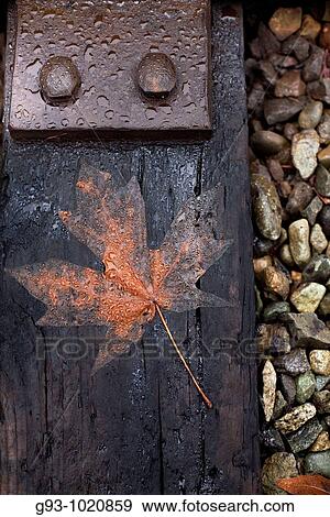 Stock Photo - CLOSE UP OF MAPLE LEAF ON RAILROAD TIE. Fotosearch