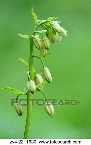 Close-up of Martagon or Turk's cap lily (Lilium martagon) blossom buds in a meadow in spring. View Large Photo Image Stock Image - Close-up of Martagon or Turk's cap lily (Lilium martagon) blossom buds in a meadow in spring.. Fotosearch