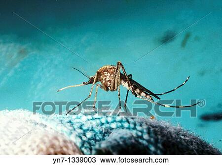 Stock Image - close up of mosquito Choromodic family showing its long proboscus. Fotosearch