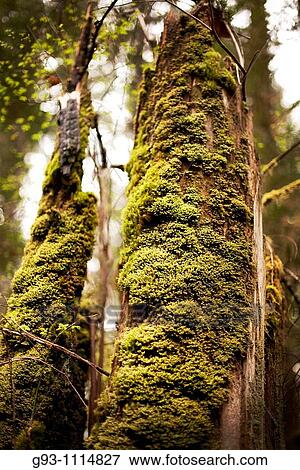 close up of moss on tree View Large Photo Image Stock Photo - close up of moss on tree. Fotosearch