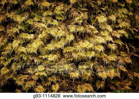 close up of moss View Large Photo Image Stock Photo - close up of moss. Fotosearch