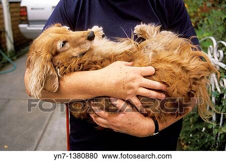 close up of owner holding her pet pekinese in her arms View Large Photo Image Stock Image - close up of owner holding her pet pekinese in her arms. Fotosearch