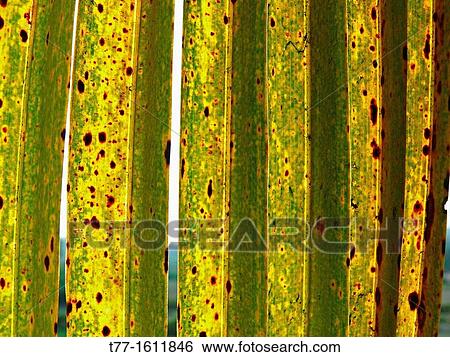 Close-up of palm fronds, Cocos nucifera View Large Photo Image Stock Photograph - Close-up of palm fronds, Cocos nucifera. Fotosearch