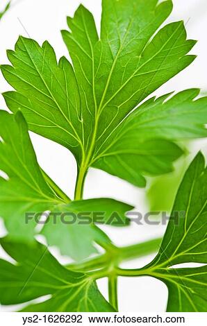 Close up of Parsley View Large Photo Image Stock Image - Close up of Parsley. Fotosearch