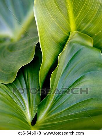 Close-up of philadendra leaves View Large Photo Image Stock Photo - Close-up of philadendra leaves. Fotosearch