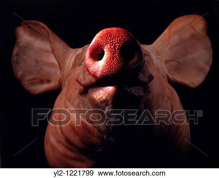 Close up of pigs head against black background View Large Photo Image Stock Photo - Close up of pigs head against black background. Fotosearch