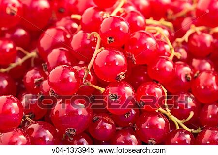 Stock Photography - Close up of redcurrants. Fotosearch