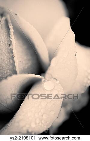 Close up of rose petals covered with raindrops and dew. View Large Photo Image Stock Image - Close up of rose petals covered with raindrops and dew.. Fotosearch