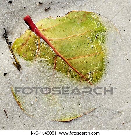 Close up of sea grape leaf on the beach View Large Photo Image Stock Image - Close up of sea grape leaf on the beach. Fotosearch