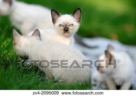 Stock Photo - Close-up of seal point Birman kitten in a meadow. Fotosearch