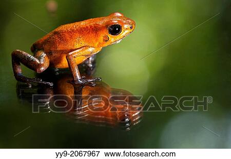 Stock Photo - Close-up of Strawberry Poison-Dart Frog - La Laguna del Lagarto Lodge - Boca Tapada, San Carlos, Costa Rica.. Fotosearch