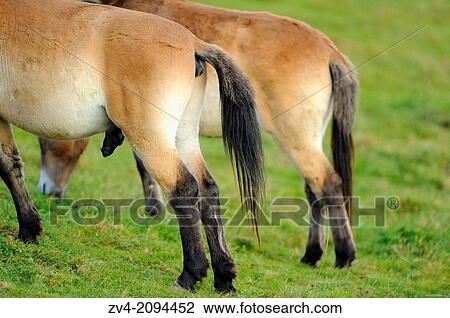 Close-up of the backside from two Przewalski's horses (Equus ferus przewalskii) standing on a meadow in the Bavarian Forest National Park, Germany View Large Photo Image Stock Image - Close-up of the backside from two Przewalski's horses (Equus ferus przewalskii) standing on a meadow in the Bavarian Forest National Park, Germany. Fotosearch