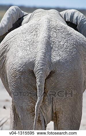 Stock Photography - Close up of the backside of an african elephant (Loxodonta africana) in the Etosha National Park, Namibia, Africa. Fotosearch