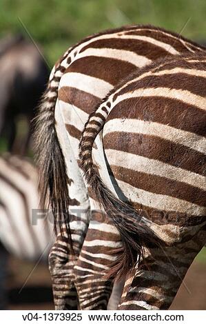 Close up of the backside of two Burchell's zebras (Equus burchelli), Tanzania, Africa View Large Photo Image Stock Photography - Close up of the backside of two Burchell's zebras (Equus burchelli), Tanzania, Africa. Fotosearch