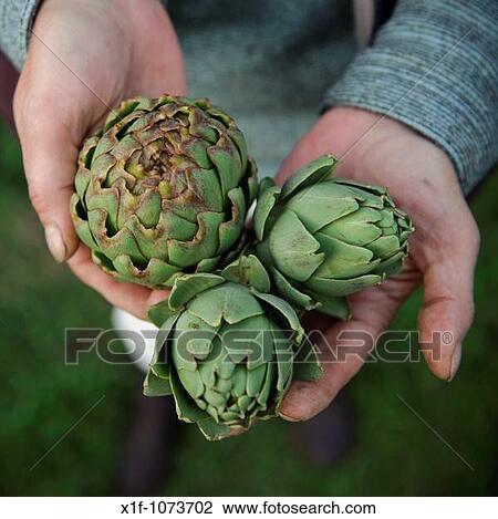 Close up of the hands of a woman holding three fresh artichokes she has grown herself on her allotment garden in the UK View Large Photo Image Stock Image - Close up of the hands of a woman holding three fresh artichokes she has grown herself on her allotment garden in the UK. Fotosearch