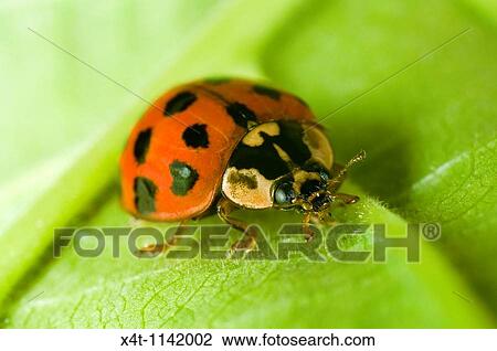 Close up of the Harlequin ladybird Harmonia axyridis in a garden in the UK View Large Photo Image Stock Image - Close up of the Harlequin ladybird Harmonia axyridis in a garden in the UK. Fotosearch
