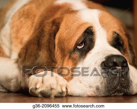 Close up of tired dog lying on floor, Atascadero, California, United States. View Large Photo Image Stock Photography - Close up of tired dog lying on floor, Atascadero, California, United States.. Fotosearch