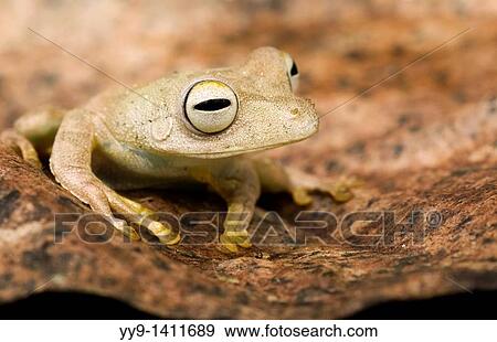 Close-up of tree frog on leaf - Yasuni National Park, Napo Province, Ecuador View Large Photo Image Stock Photo - Close-up of tree frog on leaf - Yasuni National Park, Napo Province, Ecuador. Fotosearch