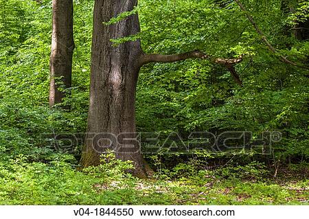 Close up of trees in the Reinhardswald, Hesse, Germany, Europe View Large Photo Image Stock Image - Close up of trees in the Reinhardswald, Hesse, Germany, Europe. Fotosearch
