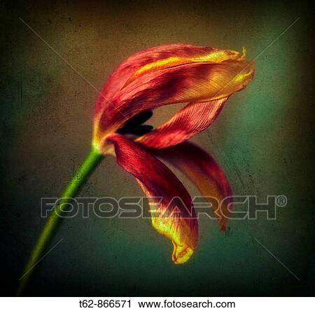 Close-up of tulips Still Life Color View Large Photo Image Stock Image - Close-up of tulips Still Life Color. Fotosearch