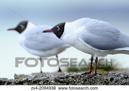 Close-up of two Black-headed Gull (Chroicocephalus ridibundus) standing on a rock View Large Photo Image Stock Photo - Close-up of two Black-headed Gull (Chroicocephalus ridibundus) standing on a rock. Fotosearch