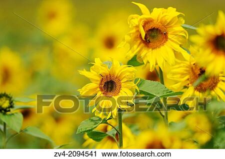 Close-up of two sunflowers in a sunflower field in Upper Palatinate, Germany View Large Photo Image Stock Image - Close-up of two sunflowers in a sunflower field in Upper Palatinate, Germany. Fotosearch