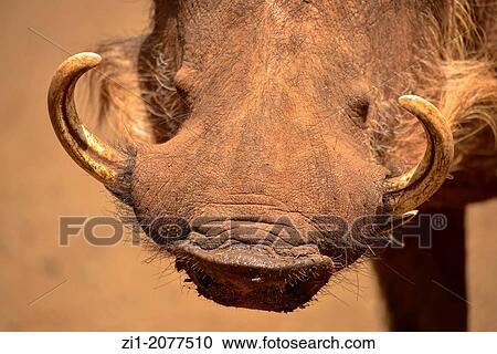 Stock Image - close up of warthog, Kenia. Fotosearch